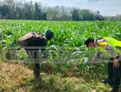 Dukung Ketahahanan Pangan, Personel Polsek Madang Suku I Bantu Warga Panen Jagung