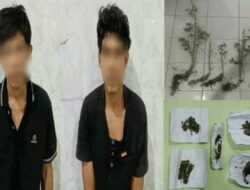 Kepergok Miliki Lahan Ganja, Dua Remaja di Simpang Berhasil Diringkus Satres Narkoba Polres OKUS