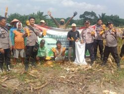 Polsek Bumi Agung Panen Jagung Serentak Kuartal III Wujudkan Ketahanan Pangan