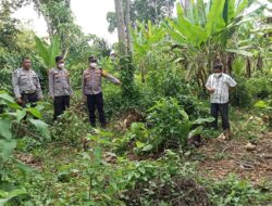 Hendak Panen Pisang, Warga Desa Kota Way Temukan Tengkorak Manusia Berserakan