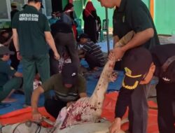 Sembelih 13 Sapi Qurban, Kemenag OKUS Bagikan 1.300 Paket Daging ke Warga