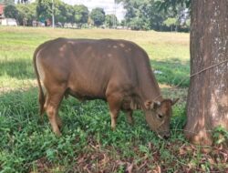 Pemkab Lampung Timur Serahkan Sapi Kurban Melalui DPP PWSI, Untuk Dibagikan Kepada Insan Pers