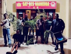 Tanam Ganja di Pot, Petani di Way Timah Ditangkap Satres Narkoba Polres OKU Selatan, BB 2,6 Kg Diamankan