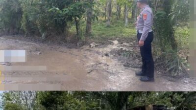 Truk Pengangkut Ternak Babi Mengalami Kecelakaan di Way Kanan