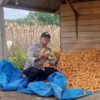Berikan Dukungan Petani Jagung Polres Tulang Bawang Perkuat Sinergi Dengan Masyarakat