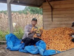 Berikan Dukungan Petani Jagung Polres Tulang Bawang Perkuat Sinergi Dengan Masyarakat