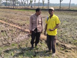 Bhabinkamtibmas Polres Jombang Dukung Ketahanan Pangan melalui Penanaman Jagung Bersama Petani