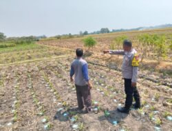 Polisi di Jombang Pantau Ladang Jagung, Dorong Ketahanan Pangan Desa