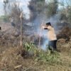 Kapolres Mesuji Pimpin Langsung Pemadaman Kebakaran 30 Hektare Lahan Tebu PT Silva Inhutani