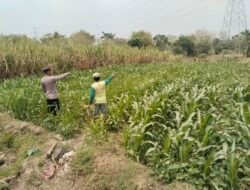 Polsek Bareng Pantau Tanaman Jagung, Dukung Ketahanan Pangan