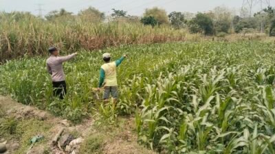 Polsek Bareng Pantau Tanaman Jagung, Dukung Ketahanan Pangan