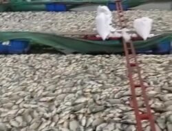 Belerang Naik, Ikan Keramba Warga di Danau Ranau Banyak Mati