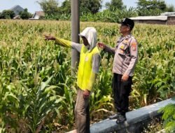 Bhabinkamtibmas Pantau Jagung di Sengon, Dukung Swasembada Pangan