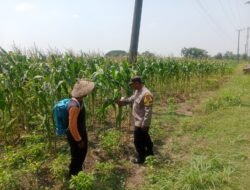Bhabinkamtibmas Plandaan Pantau Tanaman Jagung, Dukung Ketahanan Pangan